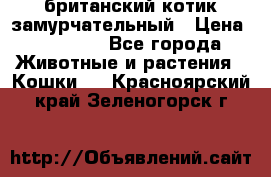 британский котик замурчательный › Цена ­ 12 000 - Все города Животные и растения » Кошки   . Красноярский край,Зеленогорск г.